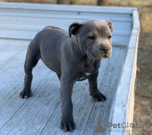 Photo №1. staffordshire bull terrier - for sale in the city of Апелдорн | Is free | Announcement № 123946