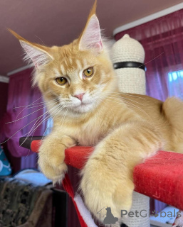 Photo №1. maine coon - for sale in the city of Berlin | negotiated | Announcement № 135409