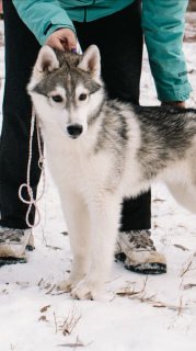 Photo №4. I will sell siberian husky in the city of Samara. breeder - price - 500$