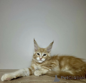 Photo №1. maine coon - for sale in the city of Baden Baden | 1022$ | Announcement № 163723