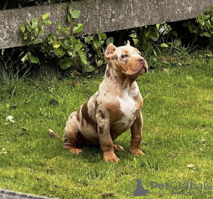 Photo №2 to announcement № 79574 for the sale of american bully - buy in Germany private announcement