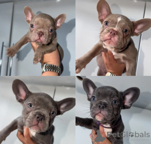 Photo №1. french bulldog - for sale in the city of Aarschot | 413$ | Announcement № 174296