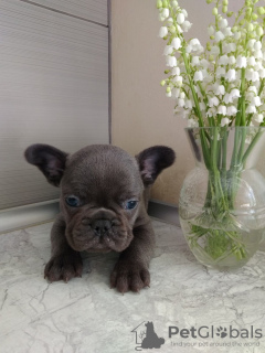 Photo №3. french bulldog puppies. Germany