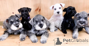 Photo №3. Adorable schnauzer Puppies for Adoption. Poland