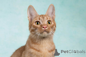 Photo №2 to announcement № 154292 for the sale of  - buy in Russian Federation private announcement