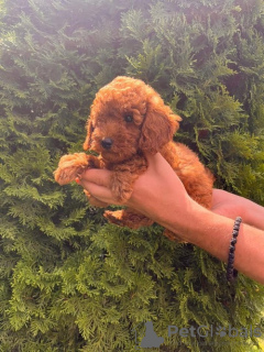 Additional photos: Red poodle