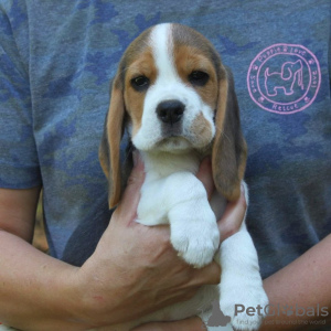 Photo №3. 12 week old Boy and girl beagle puppies looking for their new homes. Germany