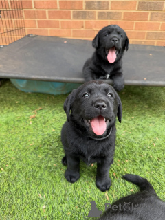 Photo №2 to announcement № 171281 for the sale of labrador retriever - buy in Denmark breeder
