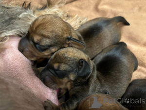 Photo №3. Vaccinated dachshund puppy for Sale! Are you ready to add a lovable and loyal. Spain