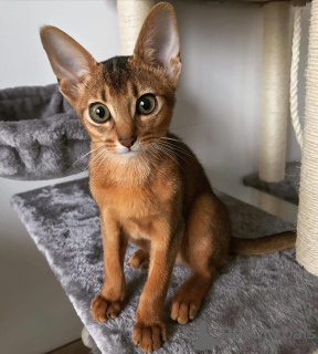 Photo №1. abyssinian cat - for sale in the city of Амстердам | negotiated | Announcement № 84081