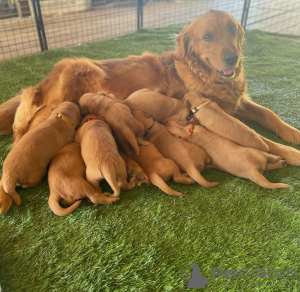 Photo №3. Male and female Golden Retriever for adoption. Germany