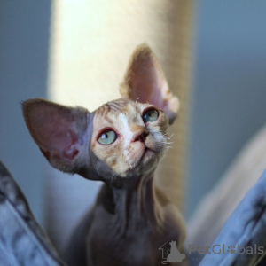 Photo №2 to announcement № 171387 for the sale of devon rex - buy in Latvia private announcement