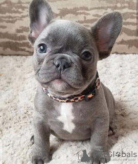 Photo №1. french bulldog - for sale in the city of Vilnius | negotiated | Announcement № 84050