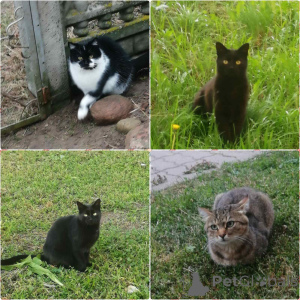 Photo №1.  - for sale in the city of Minsk | Is free | Announcement № 165133