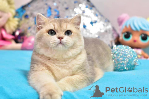 Photo №2 to announcement № 36926 for the sale of british shorthair - buy in Ukraine from nursery, breeder
