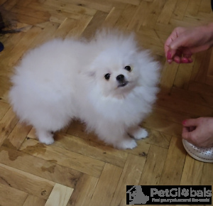 Photo №2 to announcement № 134618 for the sale of pomeranian - buy in Serbia breeder