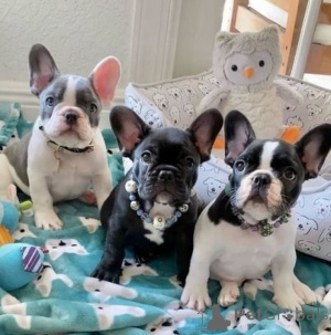 Photo №1. french bulldog - for sale in the city of Belgrade | negotiated | Announcement № 172545