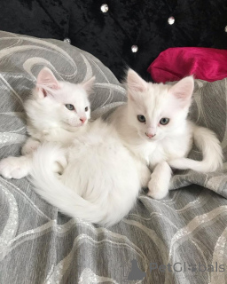 Photo №3. Turkish Angora Kittens Ready Now. Germany