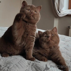 Photo №1. british shorthair - for sale in the city of Lucerne | negotiated | Announcement № 169410