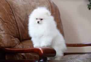 Photo №2 to announcement № 3366 for the sale of pomeranian - buy in Ukraine breeder