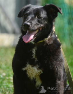 Photo №3. Gerda in search of the most faithful friend.. Russian Federation