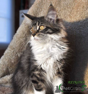 Photo №4. I will sell maine coon in the city of St. Petersburg. private announcement, from nursery, breeder - price - 470$