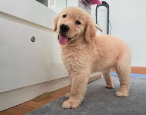 Photo №1. golden retriever - for sale in the city of Charlotte Amalie | 317$ | Announcement № 41037