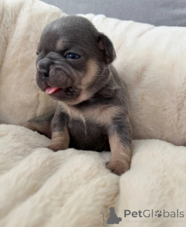 Photo №1. french bulldog - for sale in the city of Albacete | 413$ | Announcement № 172858