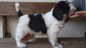 Photo №3. Puppy Polish Lowland Sheepdog Puppy - Polish Lowland Sheepdog FCI. Poland