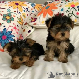 Photo №1. yorkshire terrier - for sale in the city of Los Angeles | negotiated | Announcement № 11748