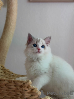 Photo №1. ragdoll - for sale in the city of Helmond | negotiated | Announcement № 170644