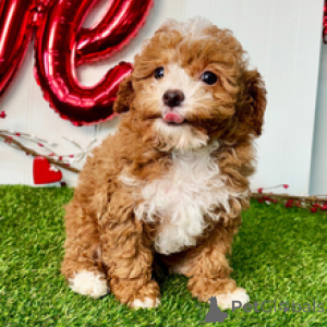 Photo №4. I will sell poodle (toy) in the city of Dusseldorf. private announcement - price - 361$