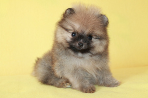 Photo №1. pomeranian - for sale in the city of Donetsk | 816$ | Announcement № 5323