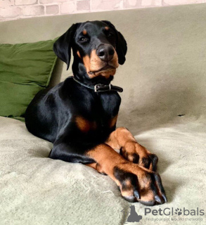 Photo №2 to announcement № 68695 for the sale of dobermann - buy in Italy private announcement