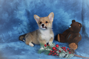 Photo №2 to announcement № 4427 for the sale of welsh corgi - buy in Russian Federation private announcement