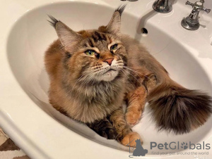 Photo №2 to announcement № 17355 for the sale of maine coon - buy in Russian Federation private announcement