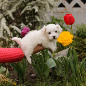 Photo №2 to announcement № 2368 for the sale of maltese dog - buy in Belarus private announcement