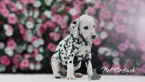 Photo №4. I will sell dalmatian dog in the city of Tallinn. breeder - price - 1412$