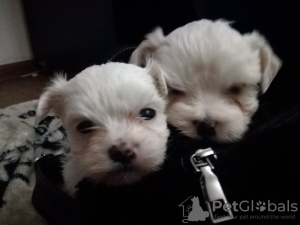 Photo №2 to announcement № 11569 for the sale of maltese dog - buy in Serbia 