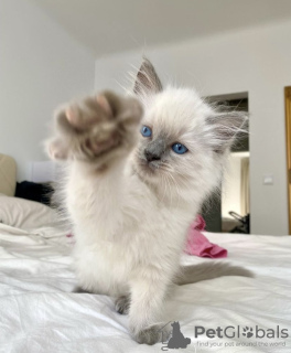 Photo №3. Rag doll rare kitten breed. Germany