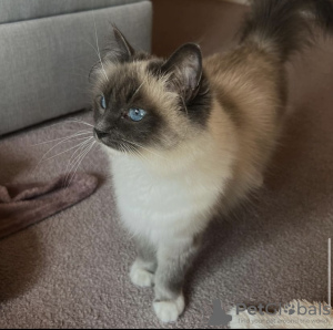 Additional photos: Ragdoll kitten