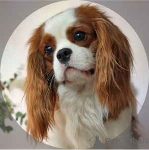 Photo №1. cavalier king charles spaniel - for sale in the city of Москва | 3254$ | Announcement № 50678