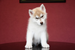 Photo №1. siberian husky - for sale in the city of Апшеронск | 436$ | Announcement № 6875