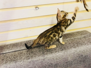 Photo №2 to announcement № 7027 for the sale of bengal cat - buy in Russian Federation private announcement
