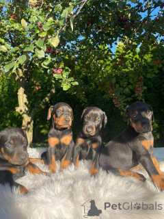 Photo №1. dobermann - for sale in the city of Helsinki | Is free | Announcement № 160298