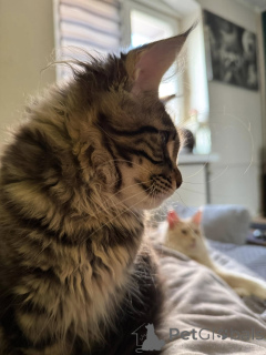 Photo №3. Adorables gatitos Maine Coon para un nuevo hogar. Spain