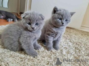 Photo №1. scottish fold - for sale in the city of Tonga | negotiated | Announcement № 10004