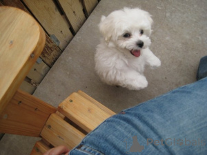 Photo №2 to announcement № 136517 for the sale of maltese dog - buy in Australia private announcement