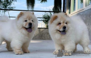 Photo №1. chow chow - for sale in the city of Никосия | negotiated | Announcement № 79588