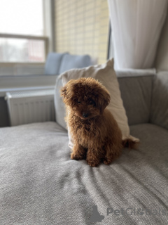 Photo №4. I will sell poodle (toy) in the city of Vienna. private announcement - price - negotiated